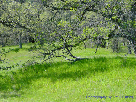 Spring IVR 2005 (1)
