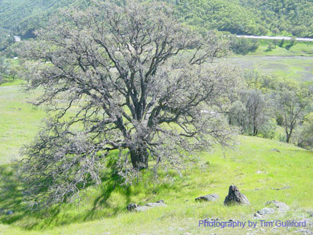 Spring IVR 2005 (15)