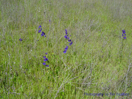 Spring IVR 2005 (16)