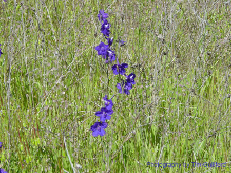 Spring IVR 2005 (17)