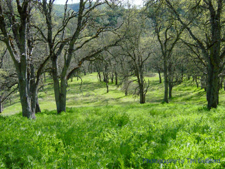 Spring IVR 2005 (18)