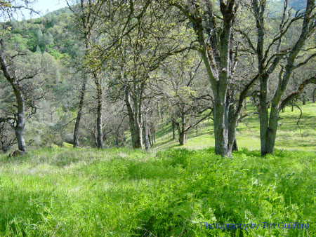 Spring IVR 2005 (19)