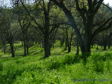 Spring IVR 2005 (21)