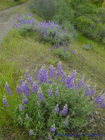 Spring IVR 2005 (28)