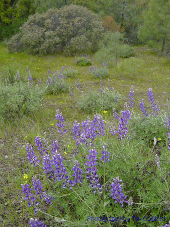Spring IVR 2005 (29)