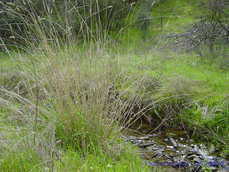 Spring IVR 2005 (32)
