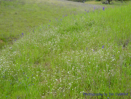 Spring IVR 2005 (33)