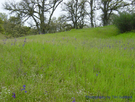 Spring IVR 2005 (34)