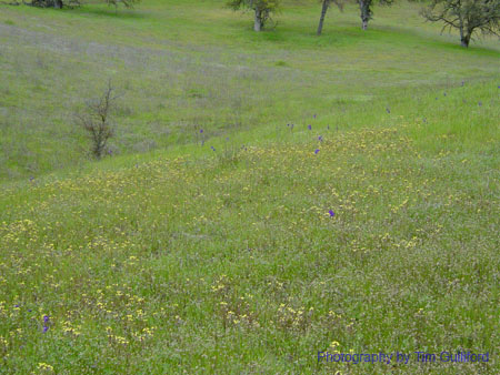 Spring IVR 2005 (35)