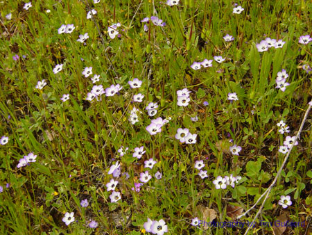 Spring IVR 2005 (36)