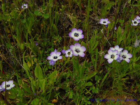 Spring IVR 2005 (37)