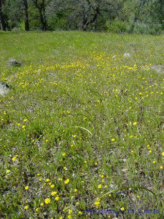 Spring IVR 2005 (4)