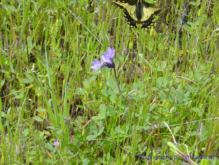 Spring IVR 2005 (41)