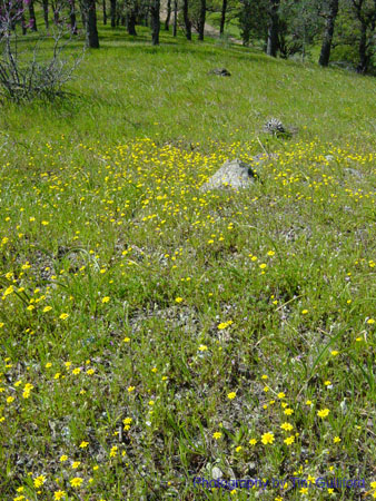 Spring IVR 2005 (5)