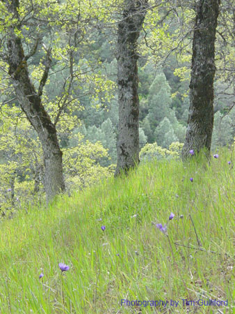 Spring IVR 2005 (52)