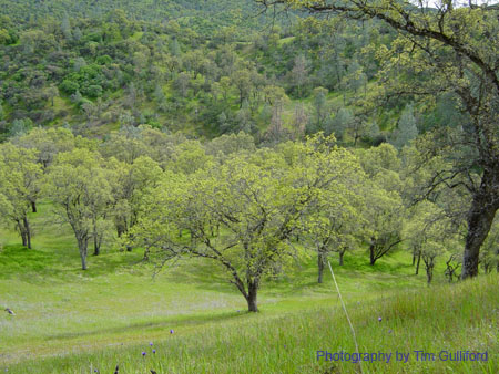 Spring IVR 2005 (53)