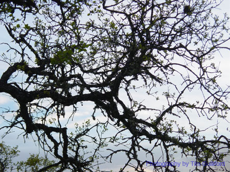 Spring IVR 2005 (61)