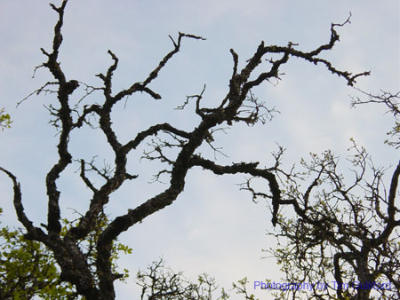Spring IVR 2005 (62)