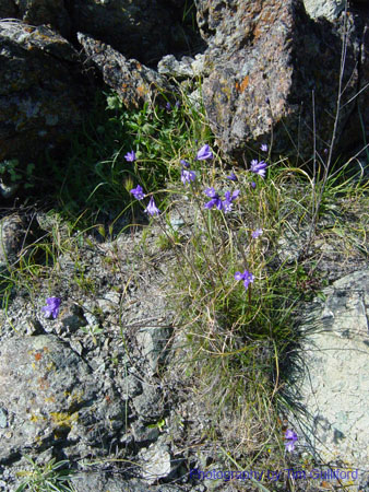 Spring IVR 2005 (7)