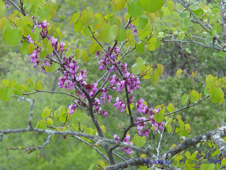 Spring IVR 2005 (84)