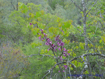 Spring IVR 2005 (85)