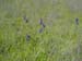 Spring IVR 2005 (16)