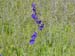Spring IVR 2005 (17)