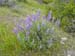 Spring IVR 2005 (27)