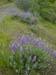 Spring IVR 2005 (28)