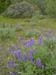 Spring IVR 2005 (29)