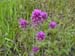 Spring IVR 2005 (30)