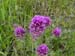 Spring IVR 2005 (31)
