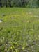 Spring IVR 2005 (4)