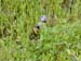 Spring IVR 2005 (40)