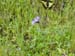 Spring IVR 2005 (41)