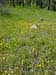 Spring IVR 2005 (5)