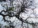 Spring IVR 2005 (61)