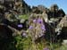 Spring IVR 2005 (8)
