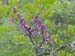 Spring IVR 2005 (84)